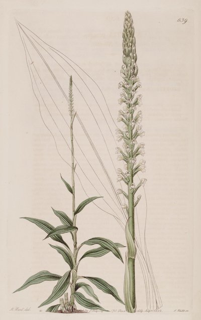 Illustration of Goodyera Procera (as syn. Neottia Procera) by Jams  Watts